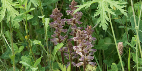 Thumbnail Image 1