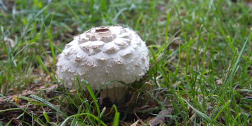 Thumbnail Image 1