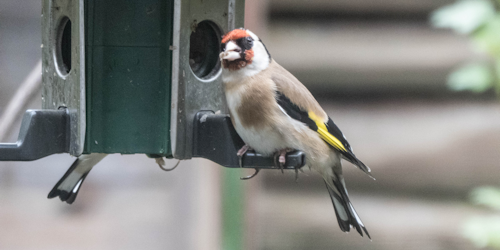 Thumbnail Image 1
