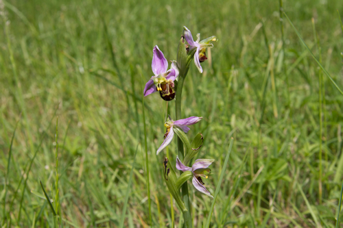 Thumbnail Image 1