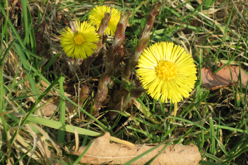 Thumbnail Image 1