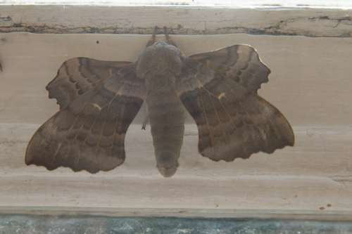 Thumbnail Image 1