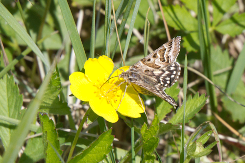 Thumbnail Image 1