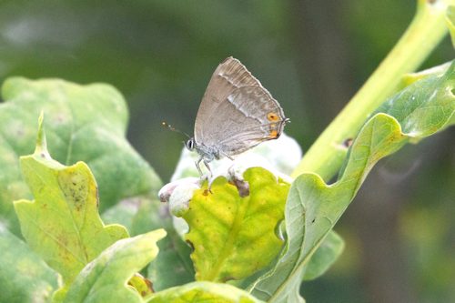 Thumbnail Image 1