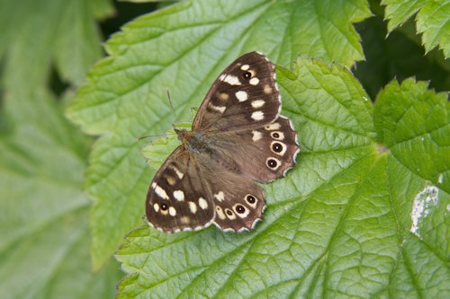 Thumbnail Image 1