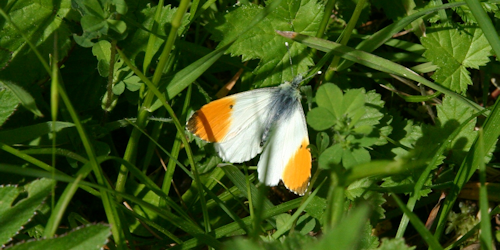 Thumbnail Image 1
