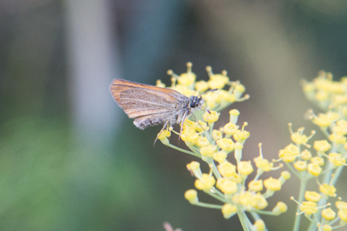 Thumbnail Image 1